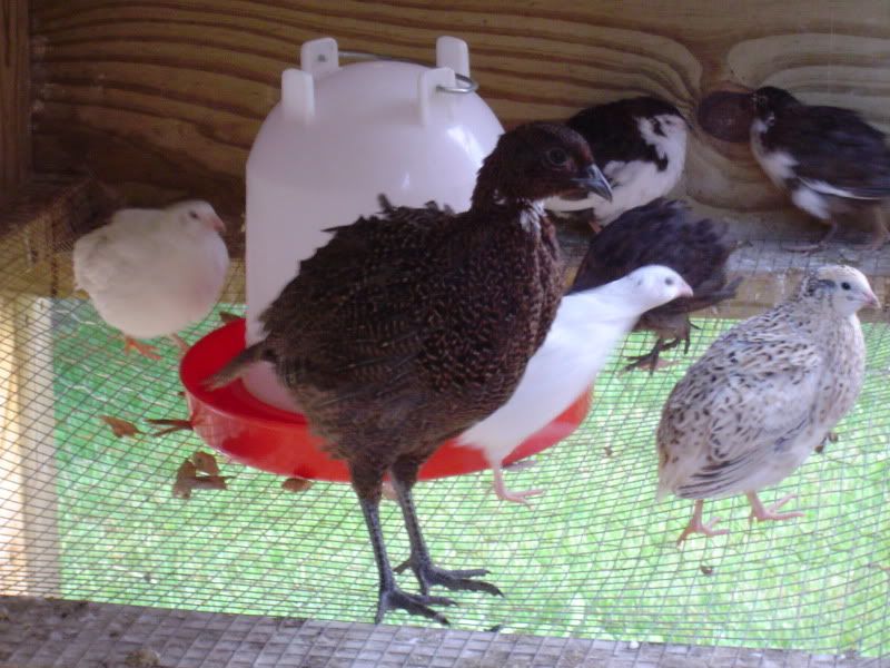 Mixing Quail with Another Breed BackYard Chickens Learn How to